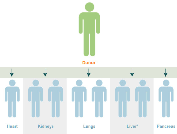 Organ Transplant Impact Organ Transplant Impact